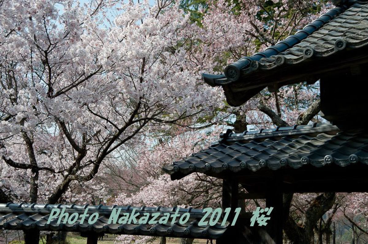 高遠の桜